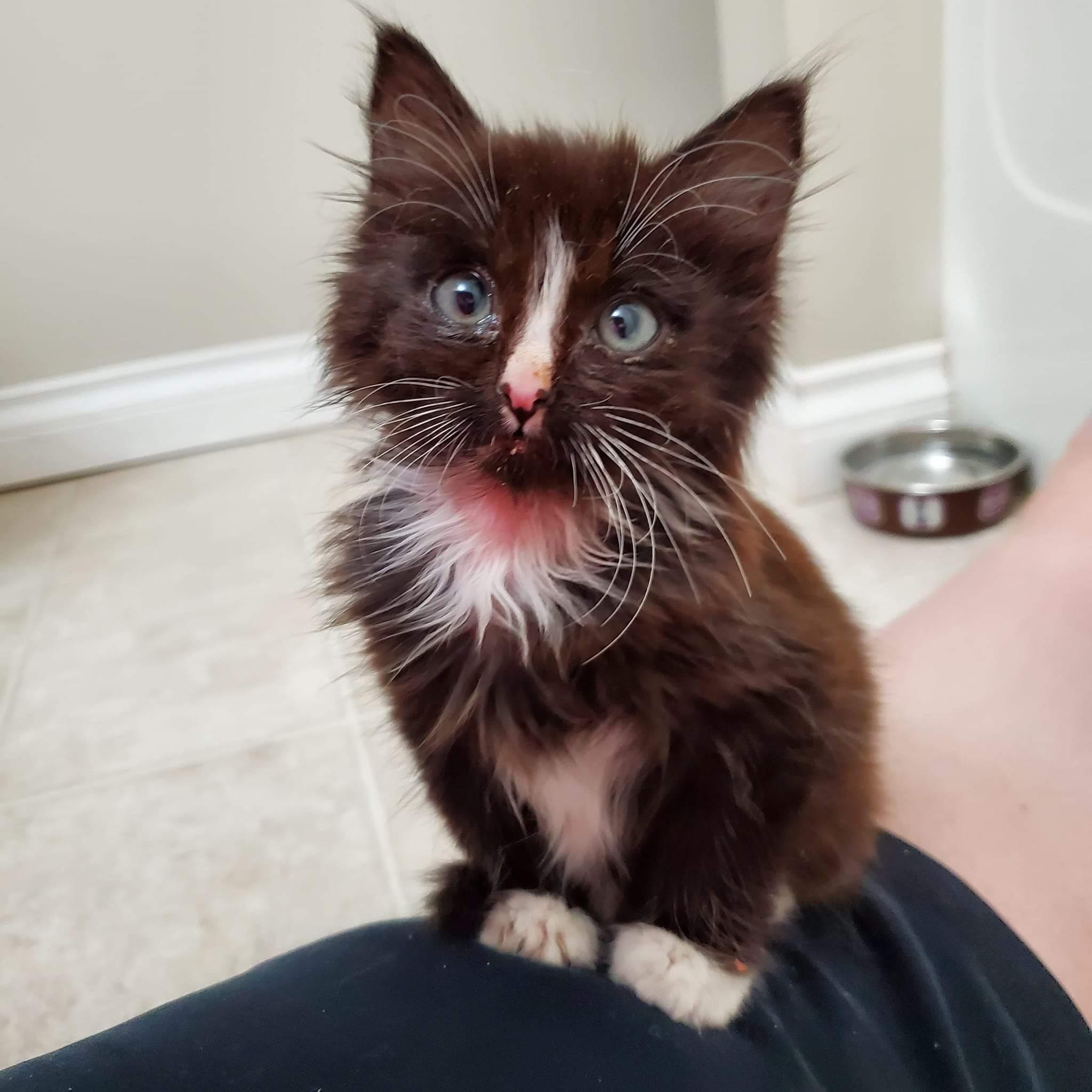 Enlarge Obsidian, a Adopted Domestic Long Hair in Kamloops, BC image 2/6