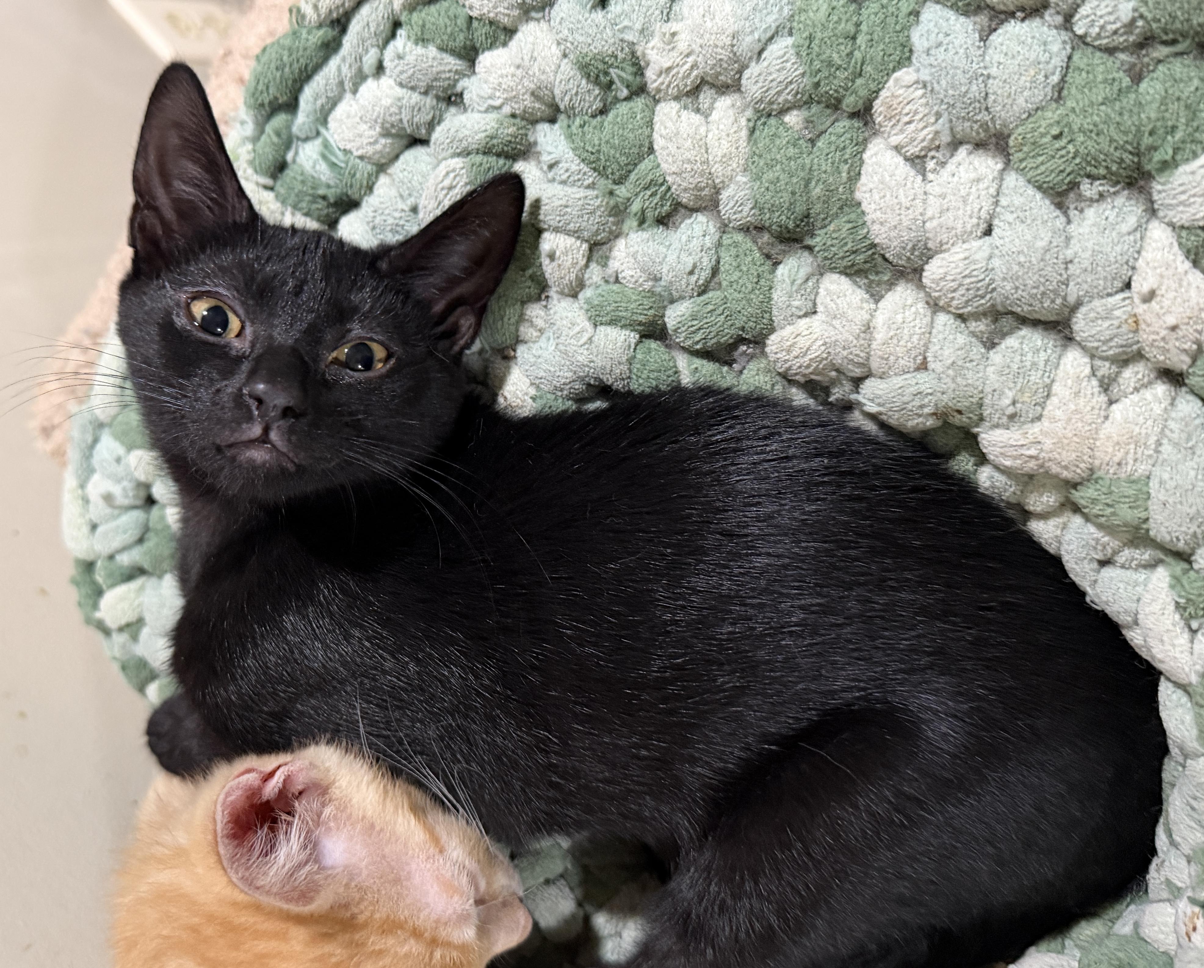 Enlarge Jelly, a ADOPTABLE Domestic Short Hair in East Hanover, NJ image 1/3
