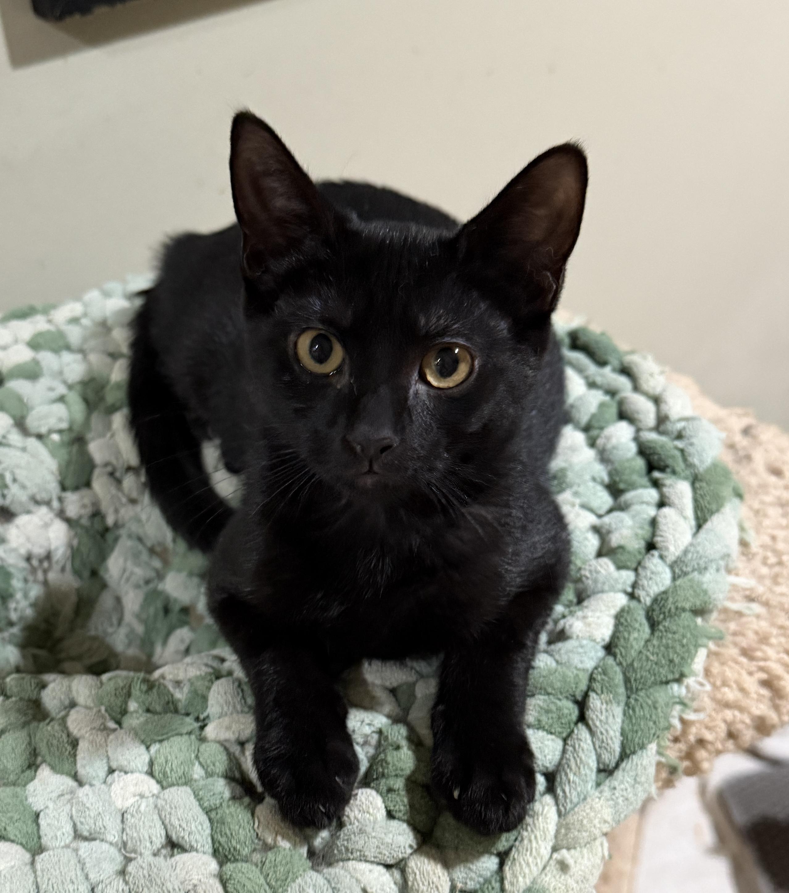 Enlarge Jelly, a ADOPTABLE Domestic Short Hair in East Hanover, NJ image 3/3