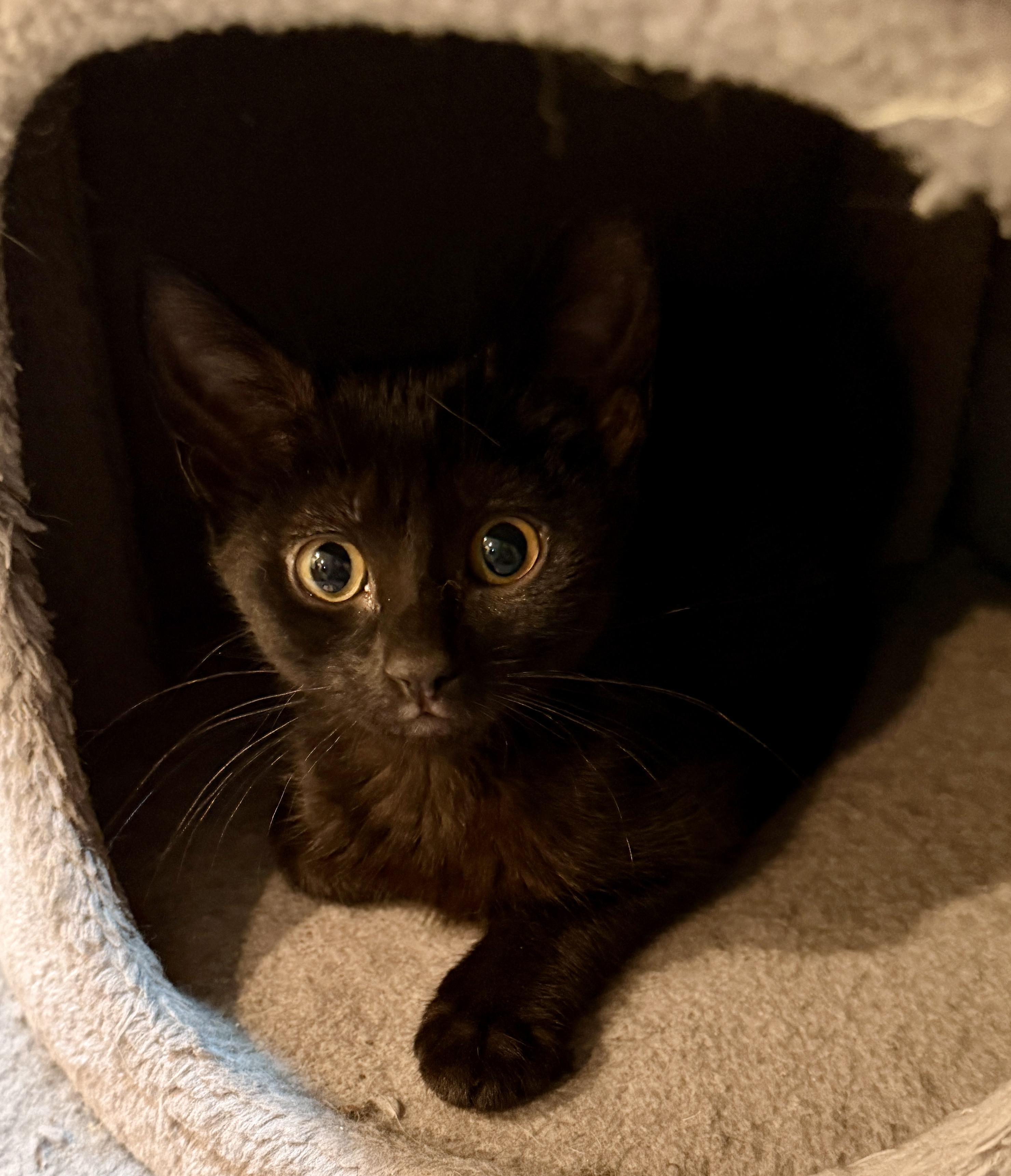 Jelly, ADOPTABLE, Kitten Female Domestic Short Hair.