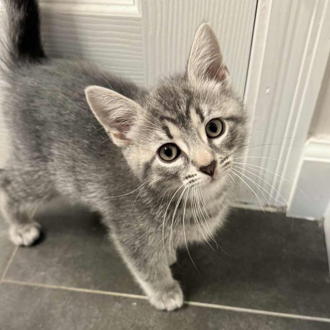 Roddy, Baby Male Domestic Short Hair