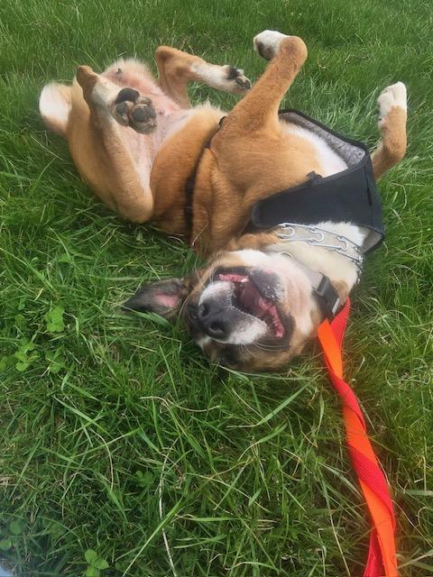 Leslie, a ADOPTABLE mixed breed in Hillsboro, MO image 4/6