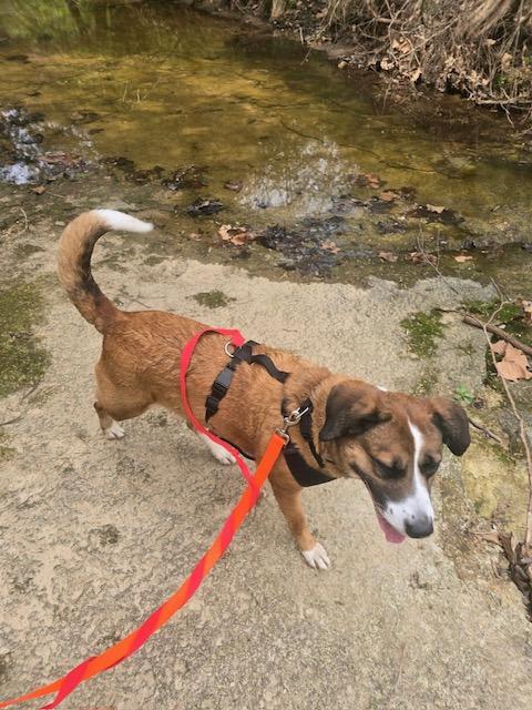 Leslie, a ADOPTABLE mixed breed in Hillsboro, MO image 2/6