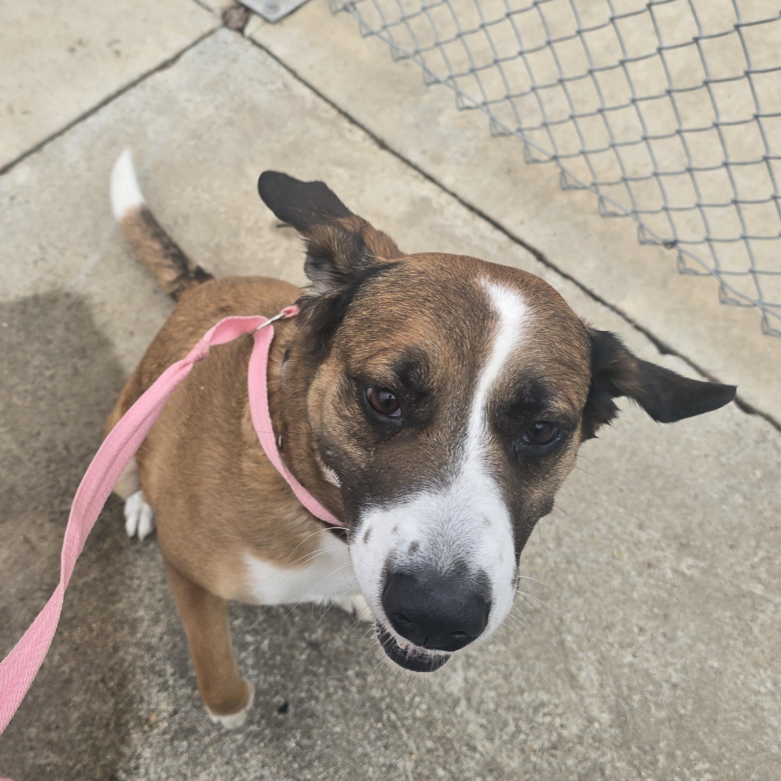 Leslie, a ADOPTABLE mixed breed in Hillsboro, MO image 3/6