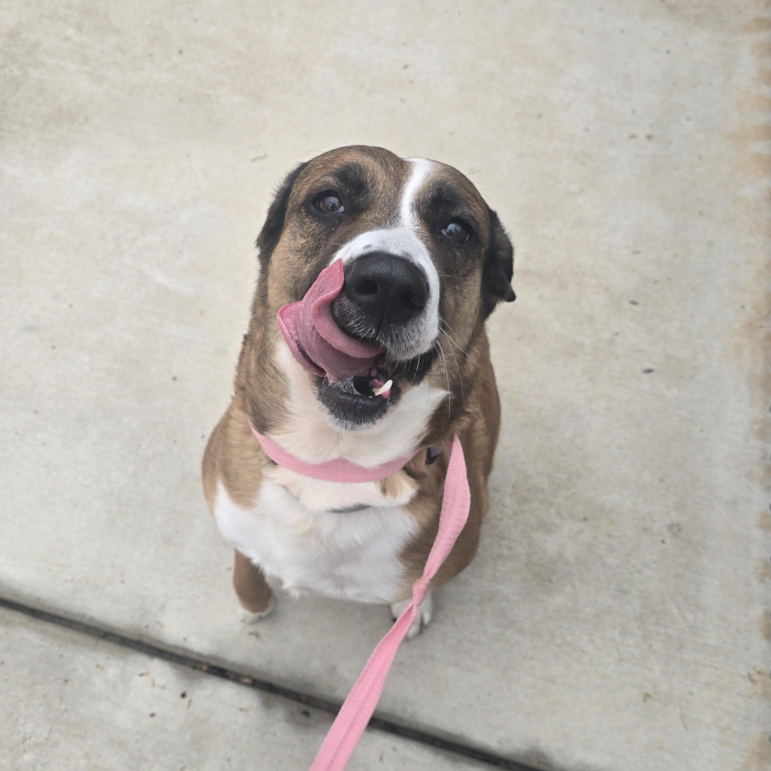 Leslie, a ADOPTABLE mixed breed in Hillsboro, MO image 5/6
