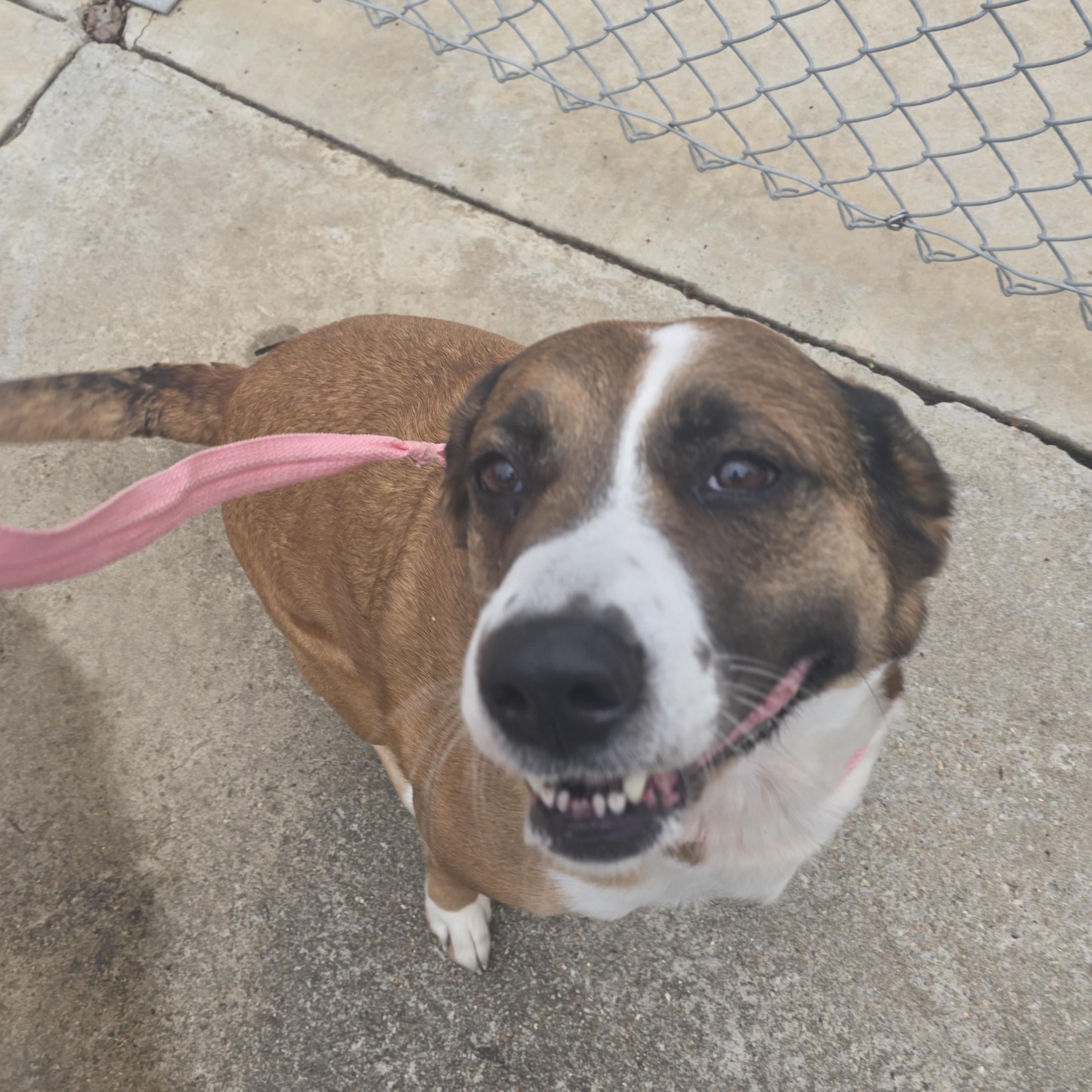 Leslie, ADOPTABLE, Adult Female Saint Bernard.