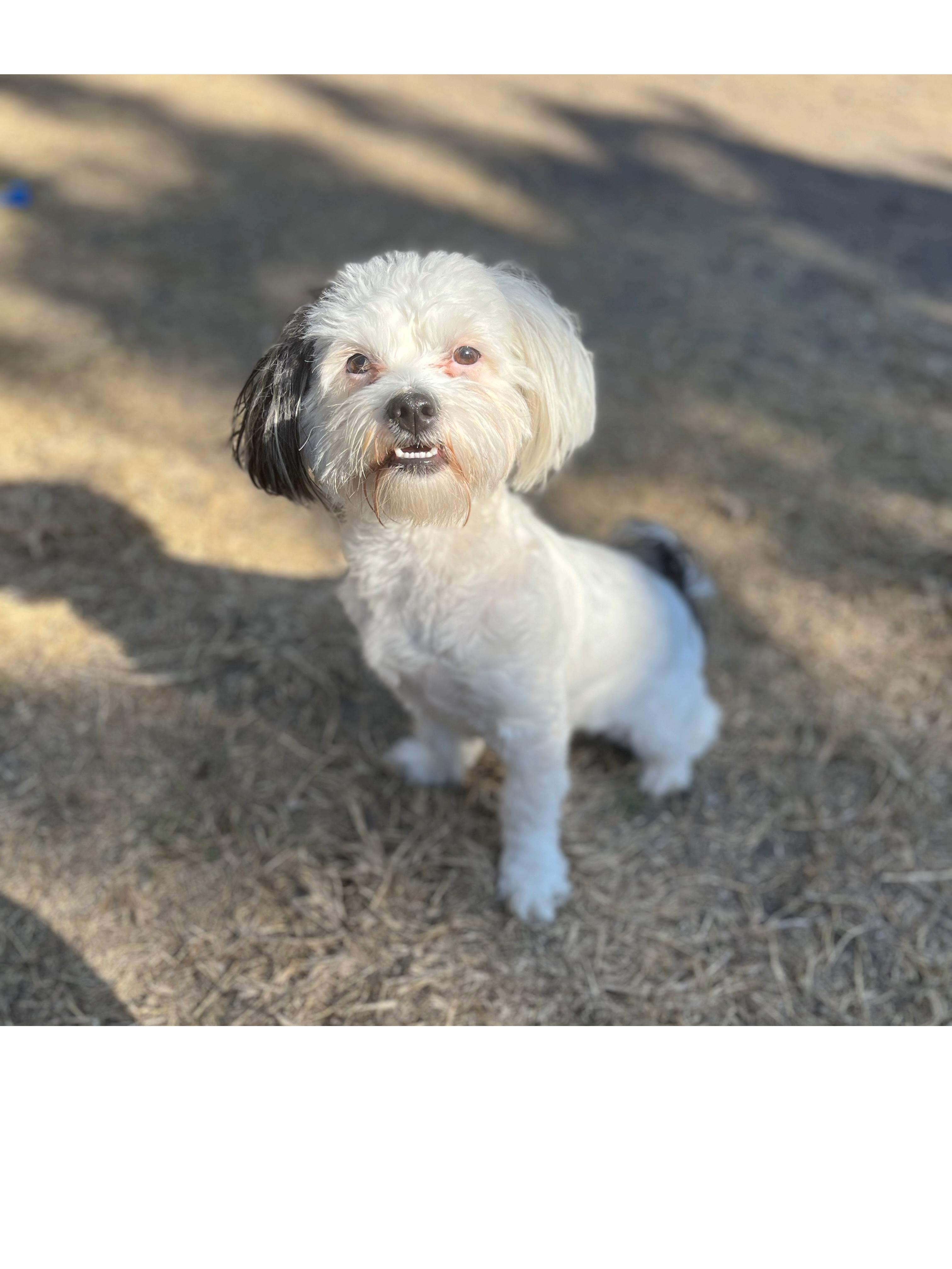 Enlarge Abbie, an adopted Shih Tzu in Kerrville, TX image 1/1