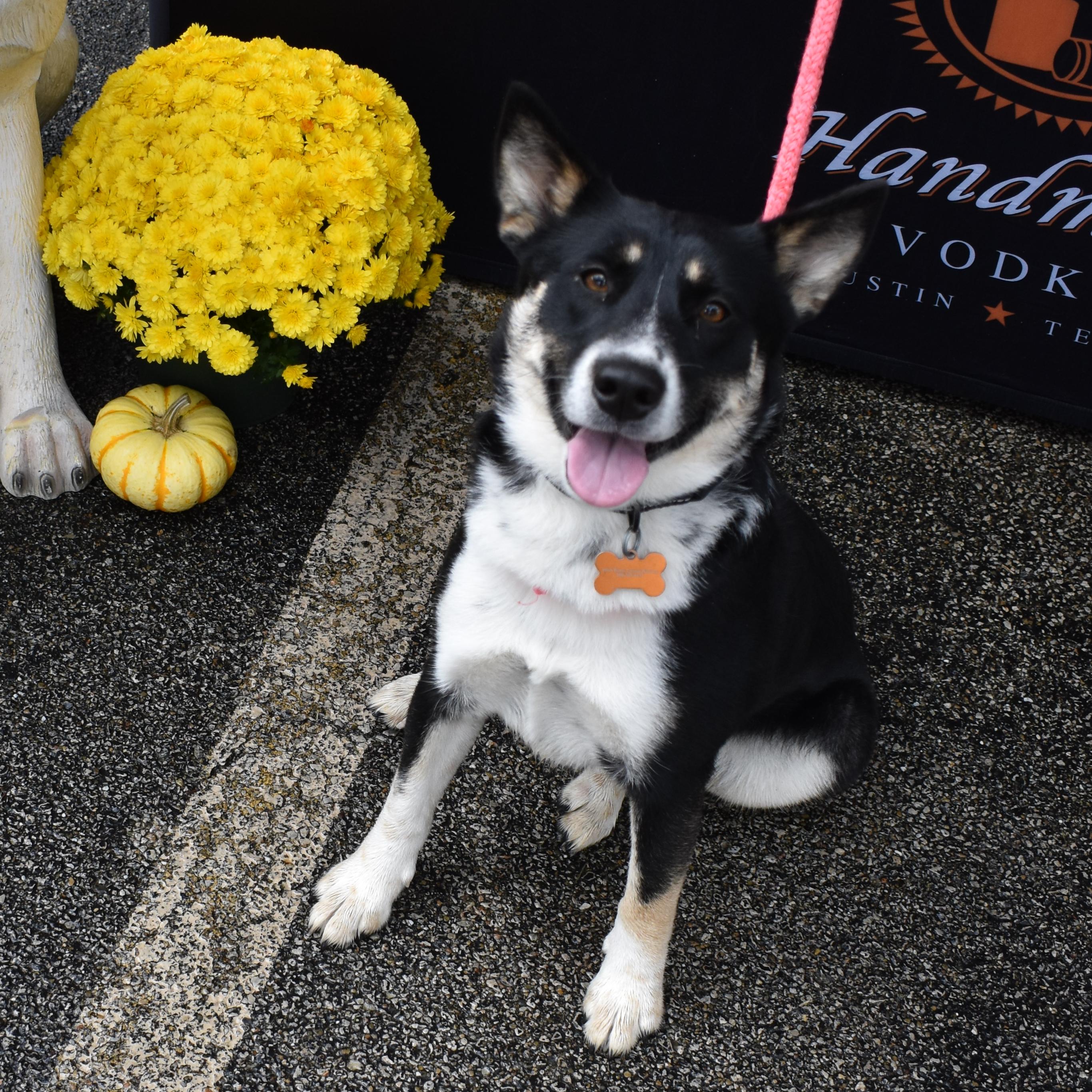 Enlarge Macie, a Adoptable mixed breed in Normal, IL image 2/6