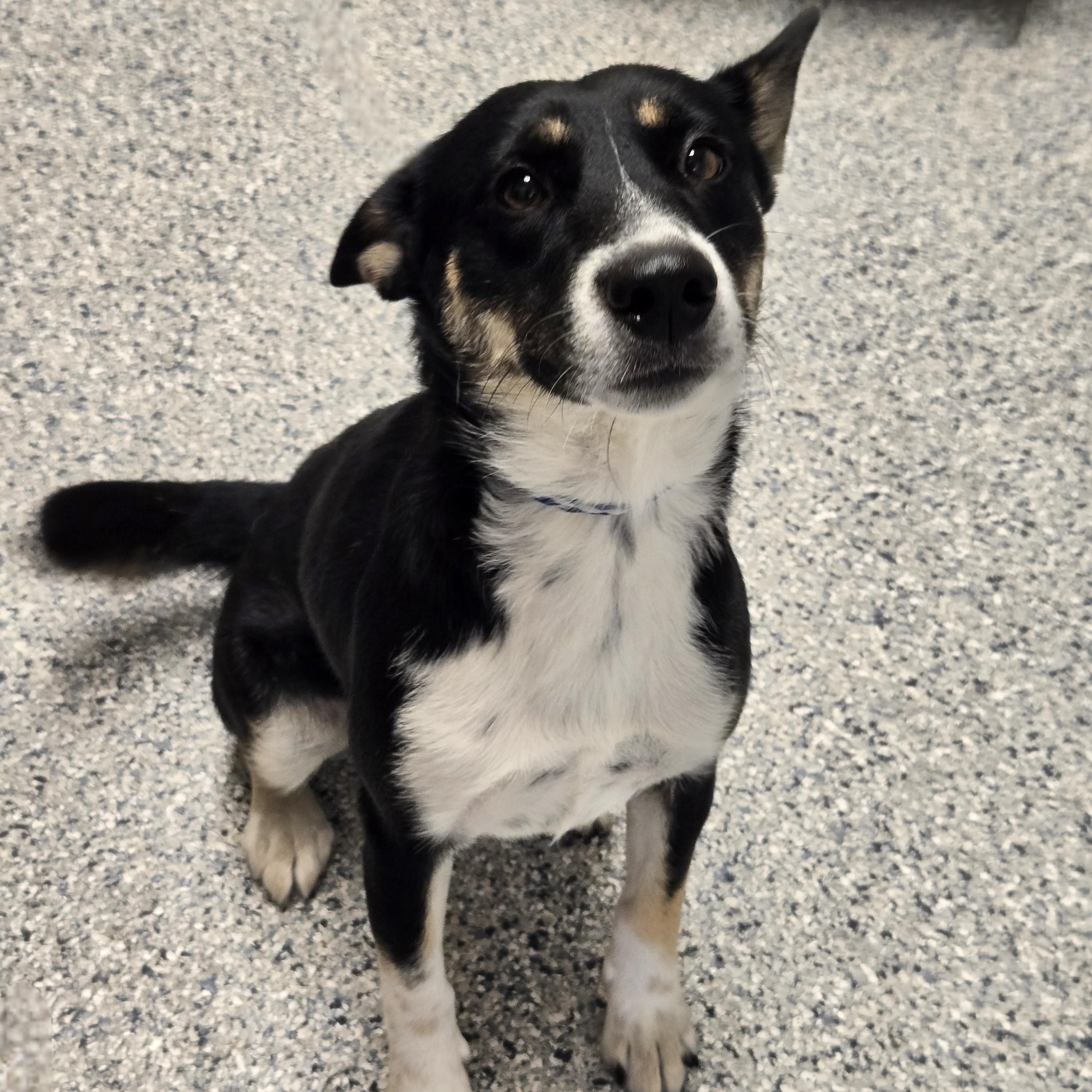 Enlarge Macie, a Adoptable mixed breed in Normal, IL image 5/6