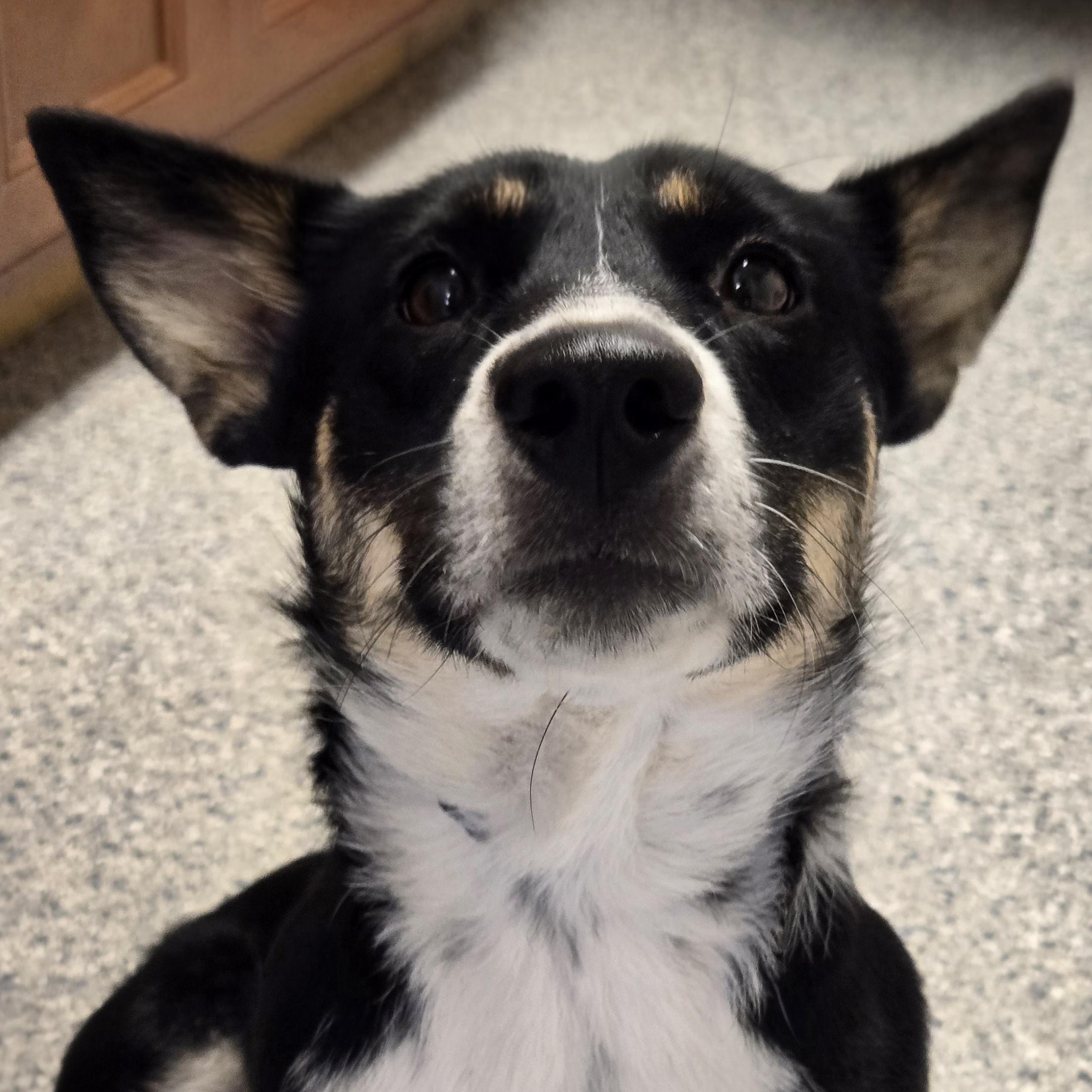 Enlarge Macie, a Adoptable mixed breed in Normal, IL image 4/6