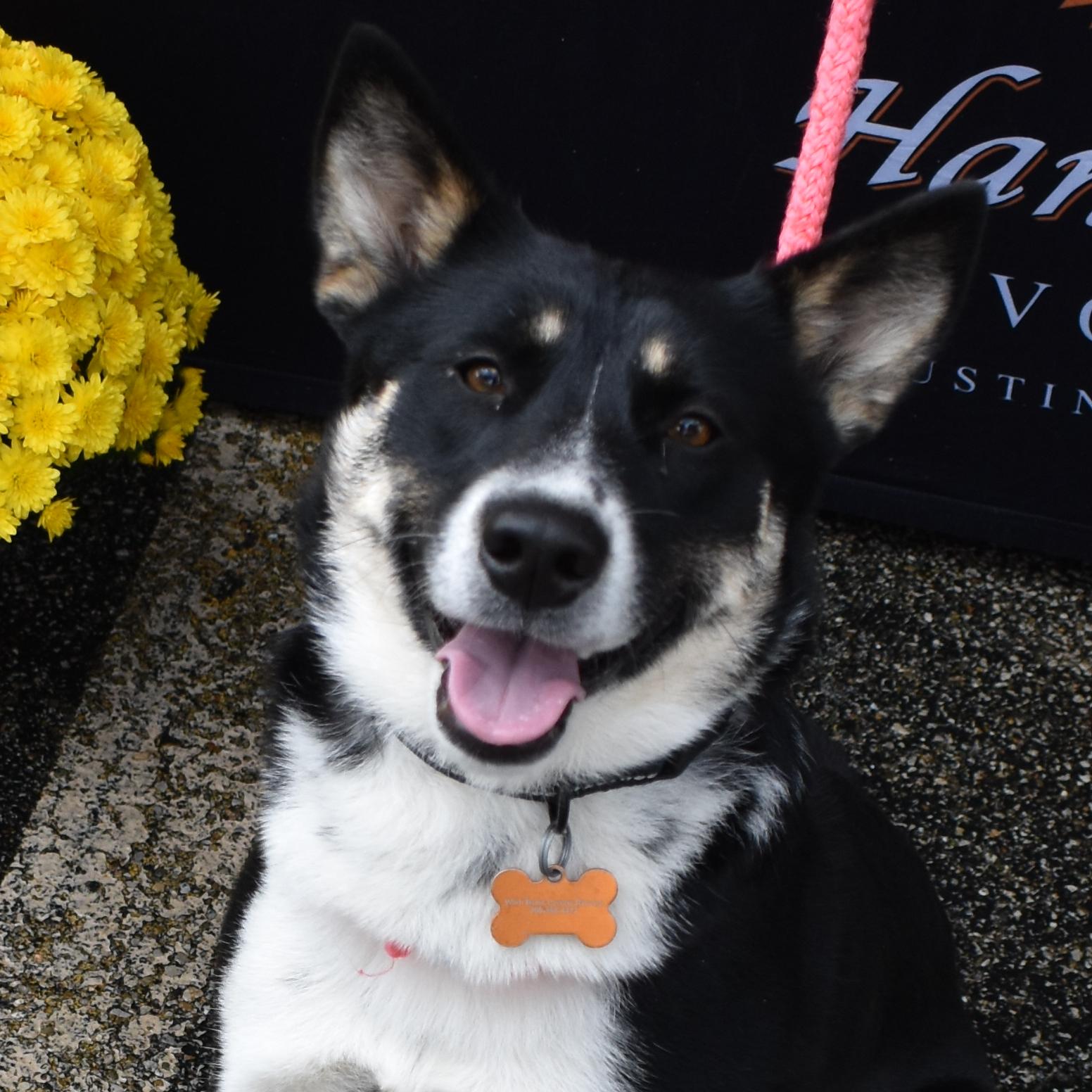 Enlarge Macie, a Adoptable mixed breed in Normal, IL image 1/6