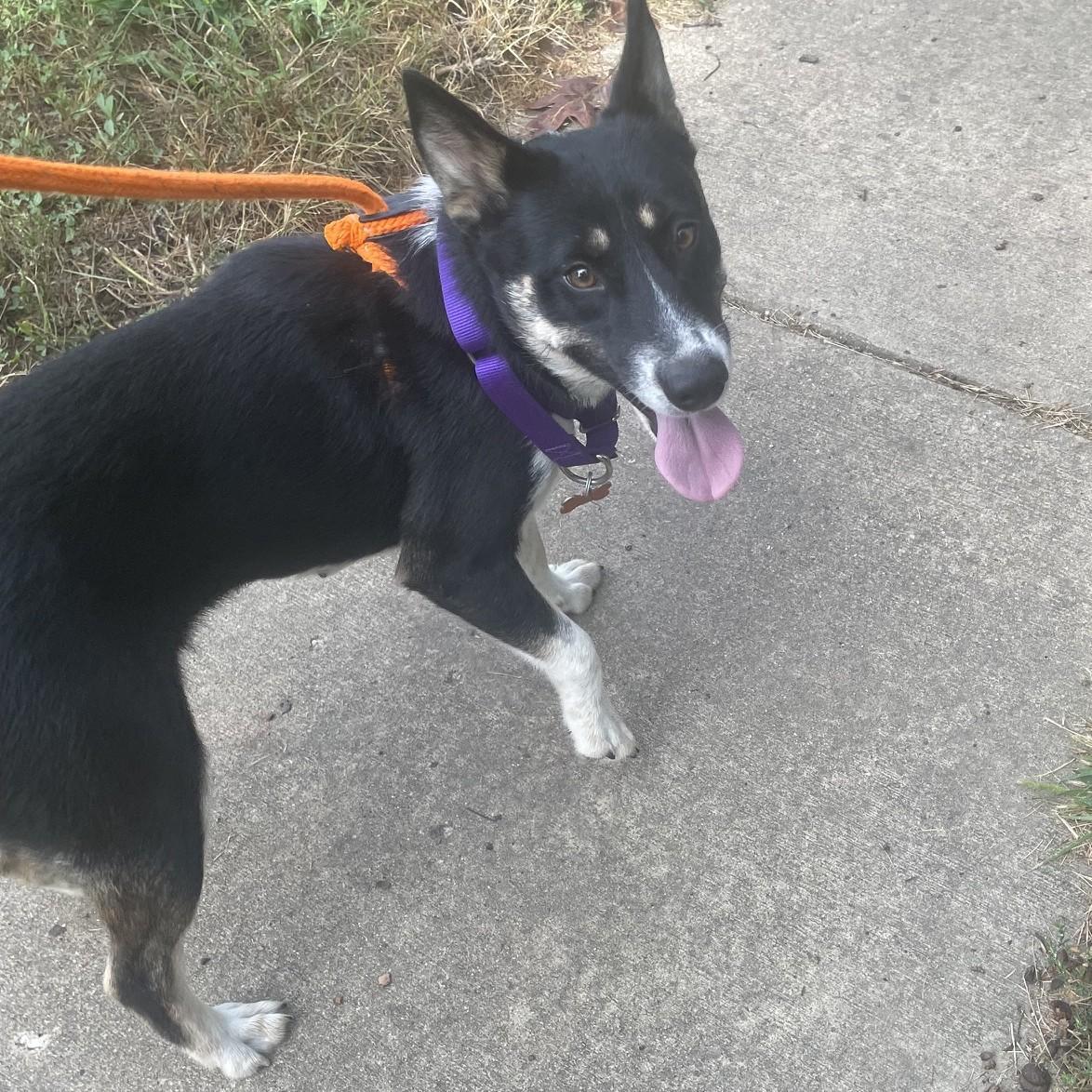 Enlarge Macie, a Adoptable mixed breed in Normal, IL image 6/6