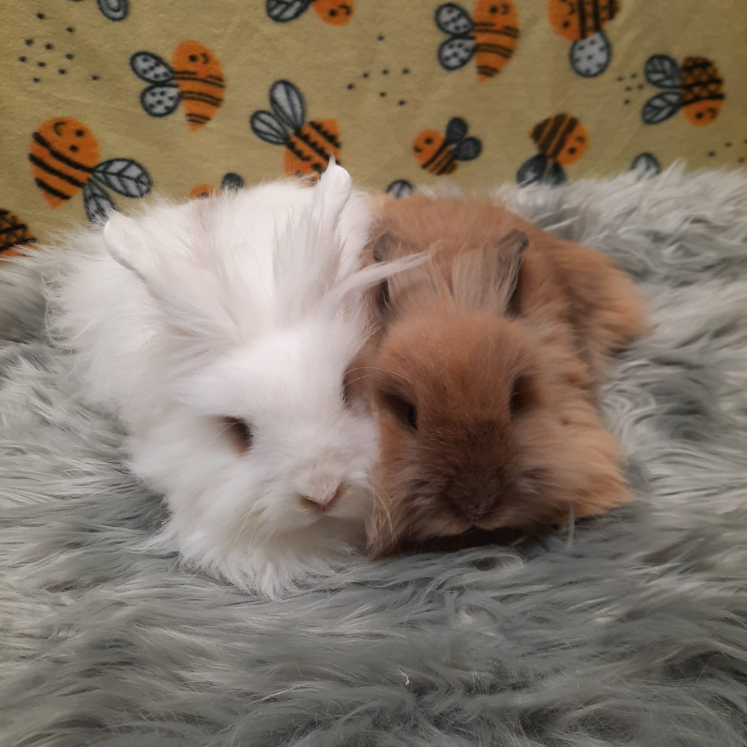 Bambi & Snow