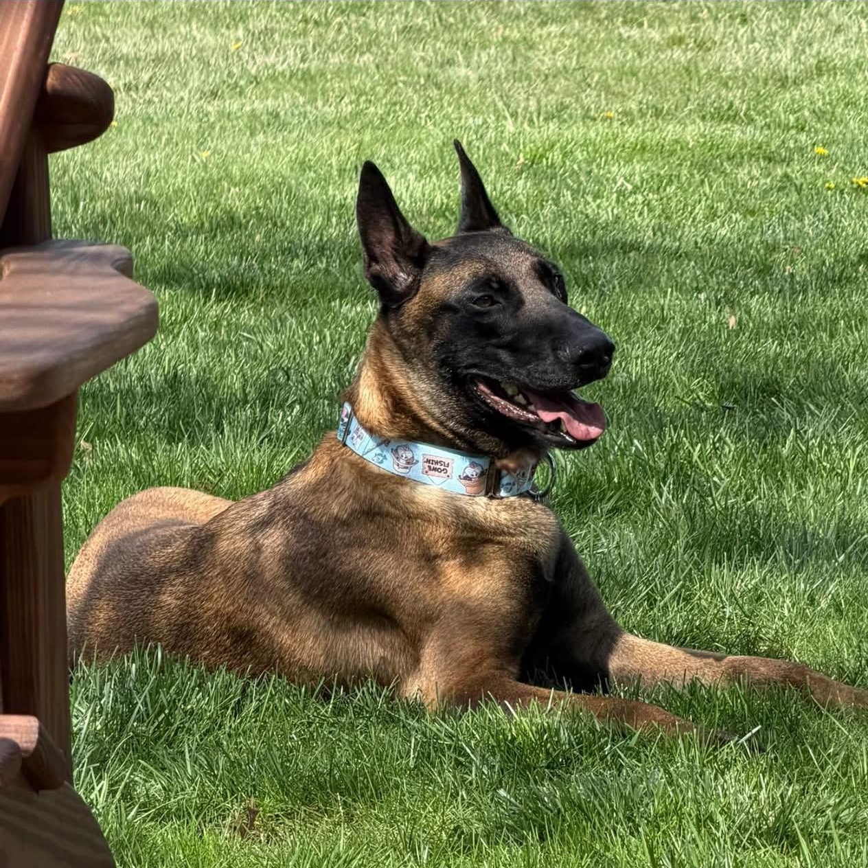 Enlarge Ares, an adopted mixed breed in Grafton, OH image 2/5