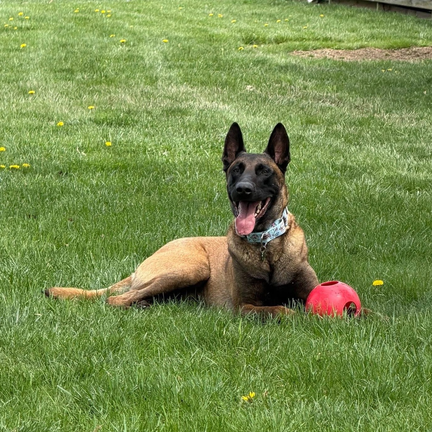 Enlarge Ares, an adopted mixed breed in Grafton, OH image 4/5