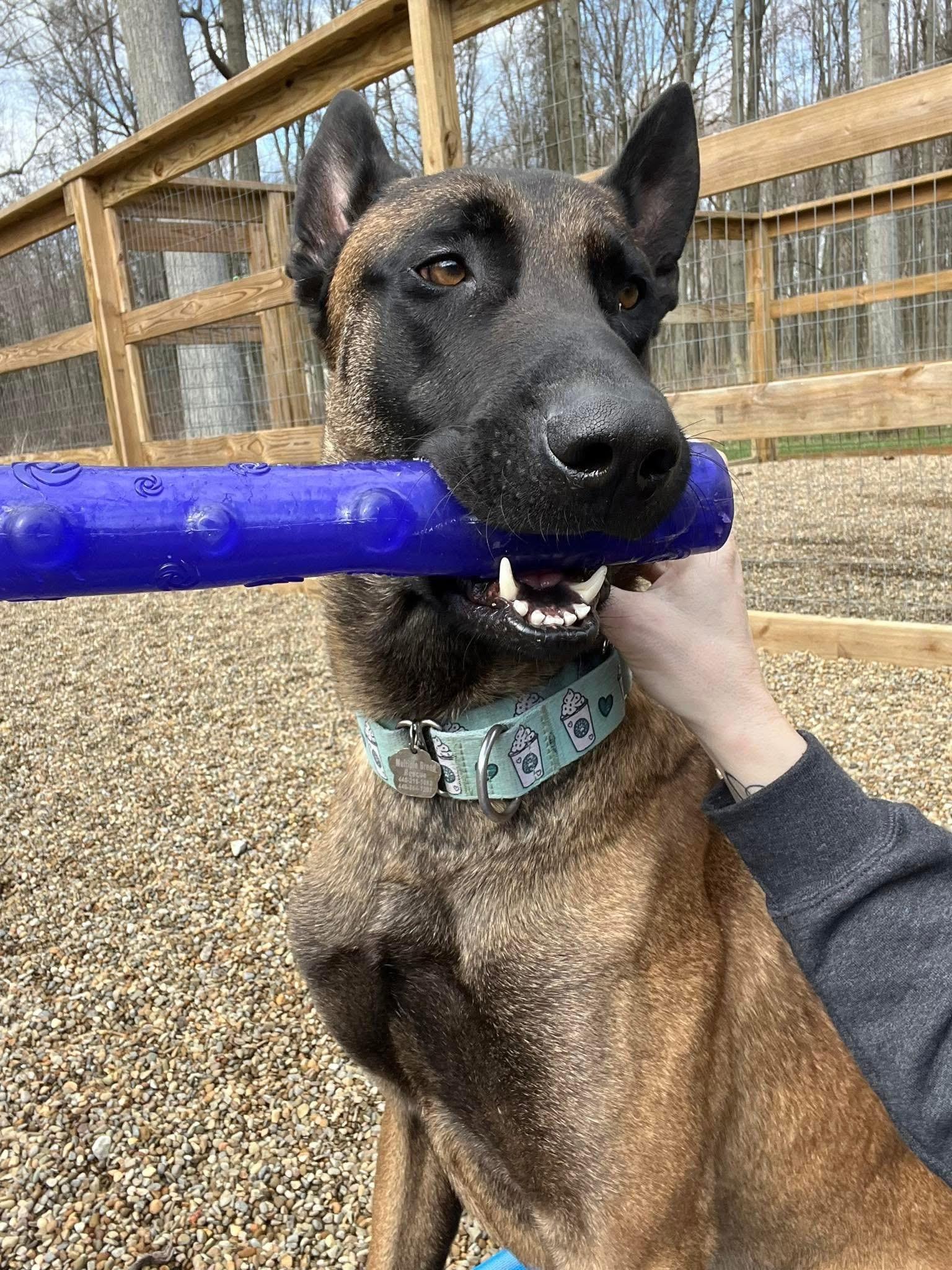 Enlarge Ares, an adopted mixed breed in Grafton, OH image 5/5