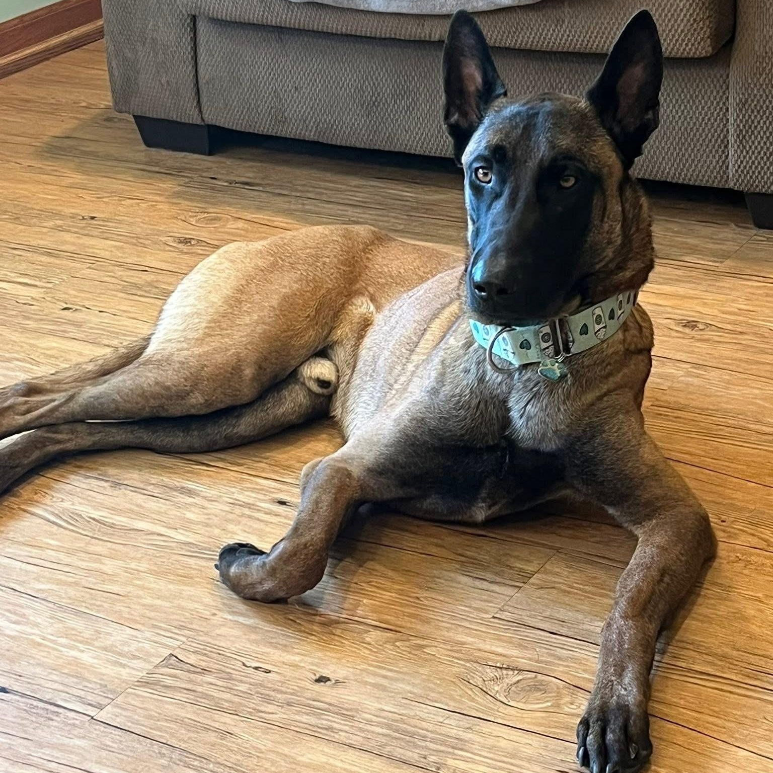 Enlarge Ares, an adopted mixed breed in Grafton, OH image 3/5