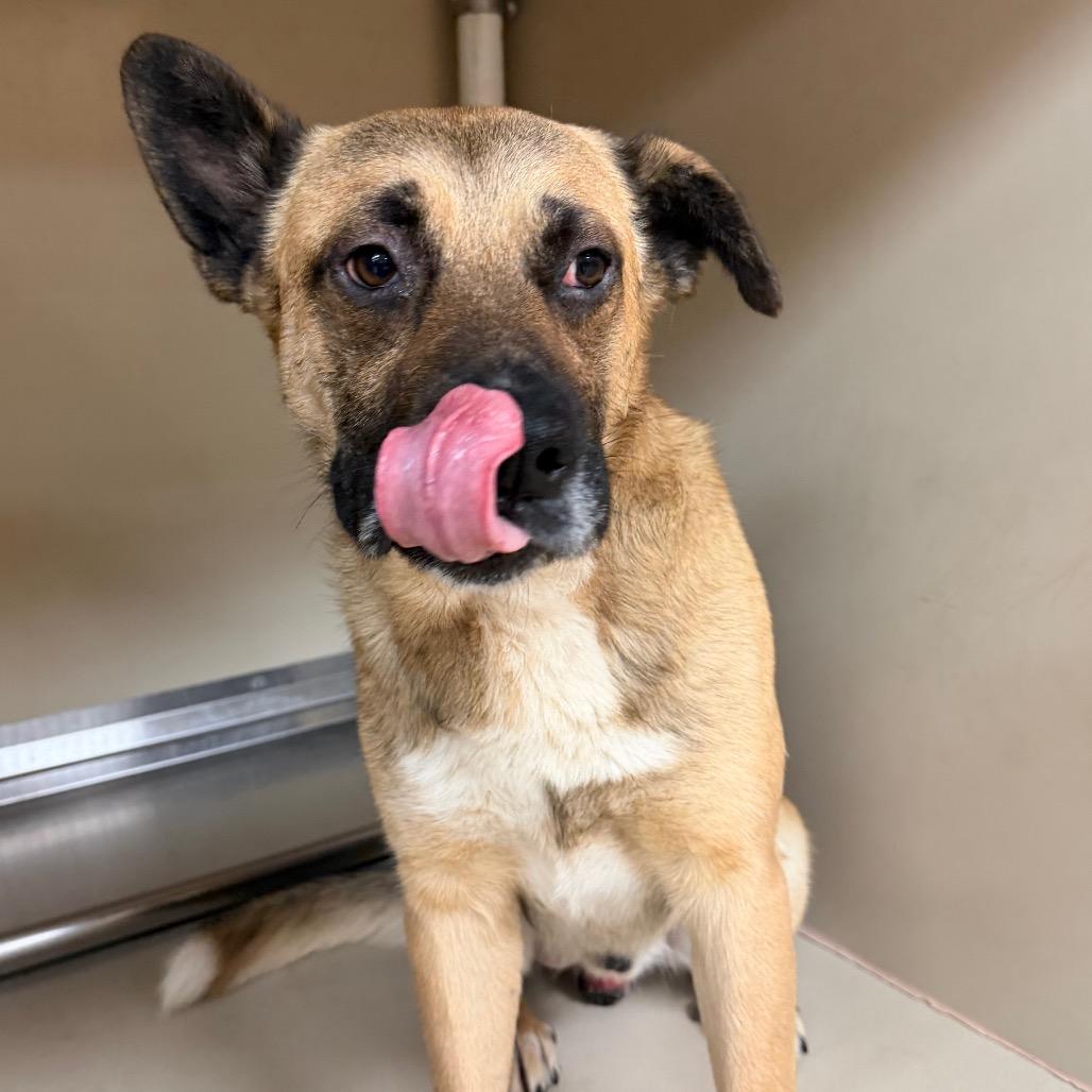 Enlarge FWT Bolt, a Adoptable mixed breed in Midland, TX image 1/1