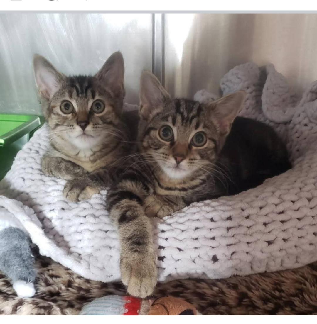 Enlarge Ginny, a Adoptable Domestic Short Hair in Greensburg, PA image 4/4