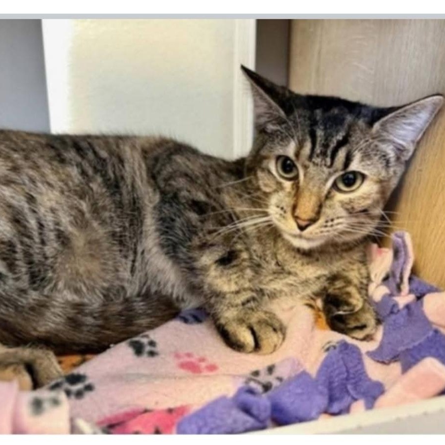 Enlarge Ginny, a Adoptable Domestic Short Hair in Greensburg, PA image 3/4