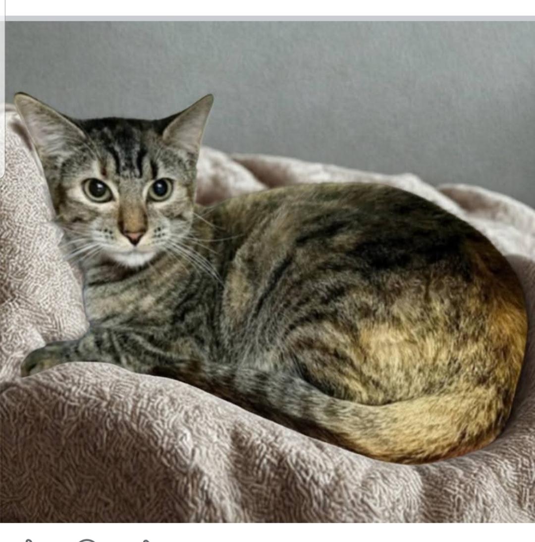 Enlarge Ginny, a Adoptable Domestic Short Hair in Greensburg, PA image 2/4