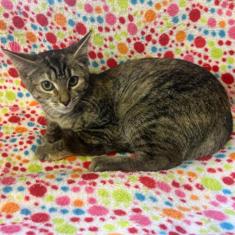 Ginny, Adoptable, Young Female Domestic Short Hair.