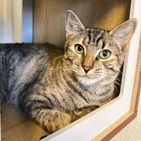 Enlarge Ginny, a Adoptable Domestic Short Hair in Greensburg, PA image 1/2