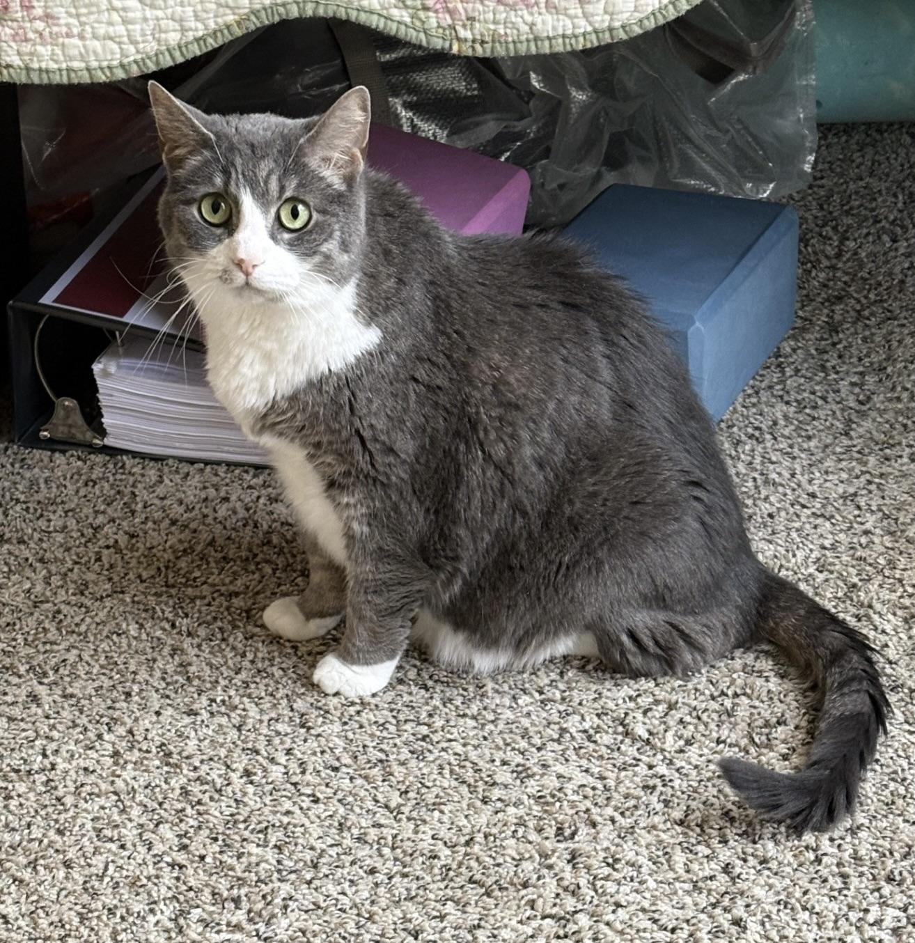 Sweetie Pie, ADOPTABLE, Adult Female Domestic Short Hair.