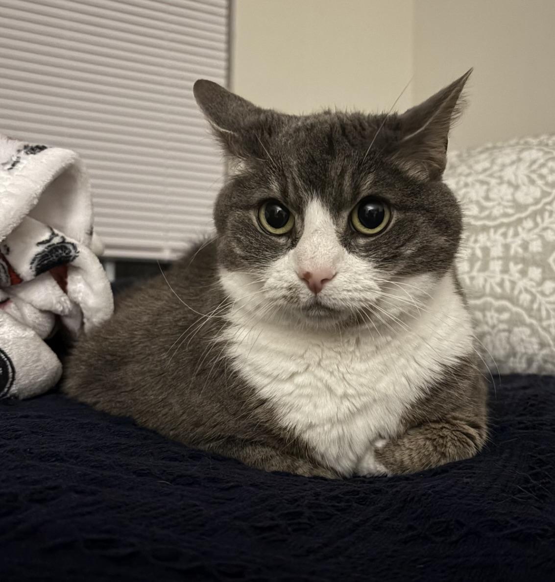 Enlarge Sweetie Pie, a ADOPTABLE Domestic Short Hair in BLACK MOUNTAIN, NC image 3/3