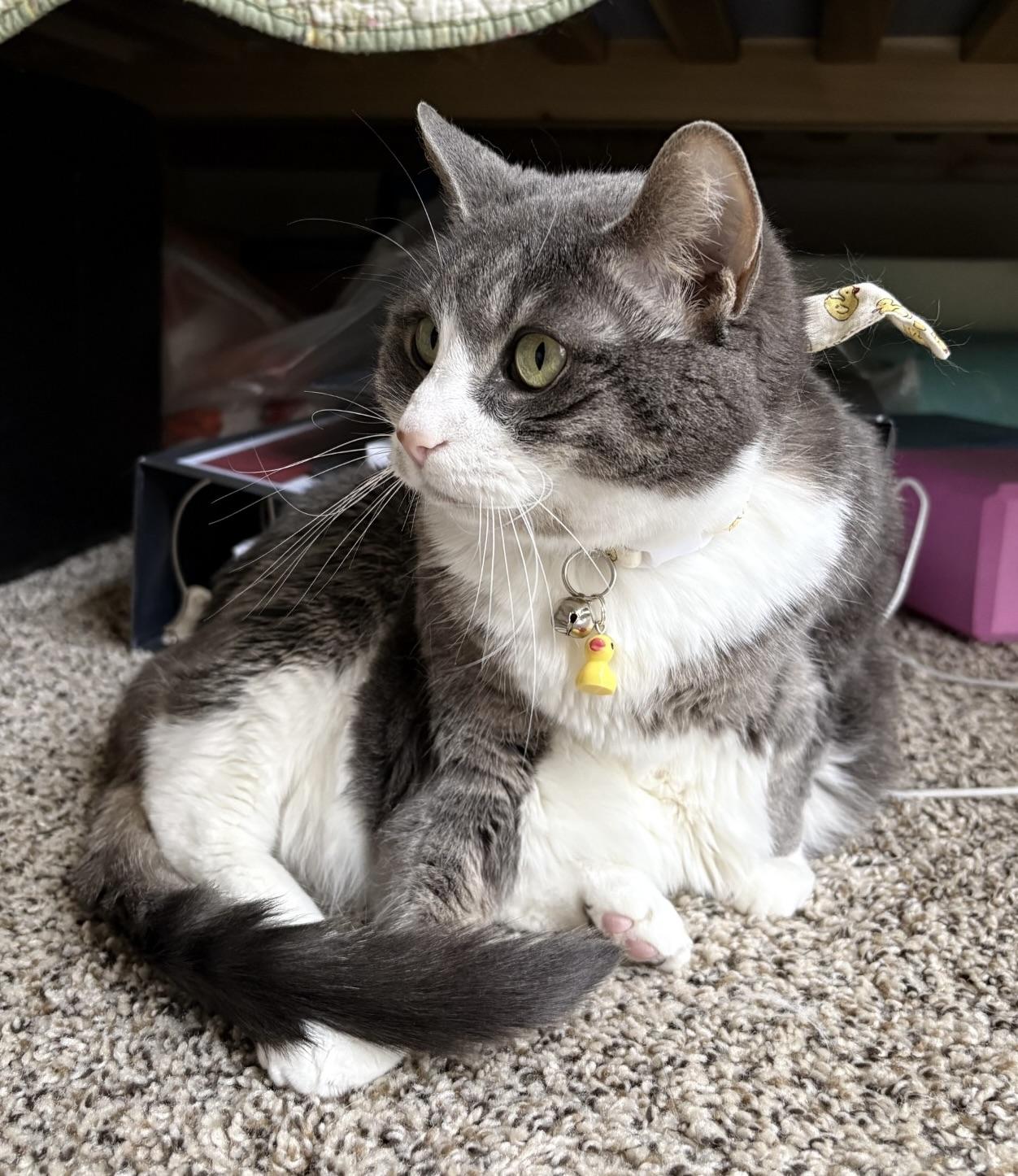 Enlarge Sweetie Pie, a ADOPTABLE Domestic Short Hair in BLACK MOUNTAIN, NC image 2/3