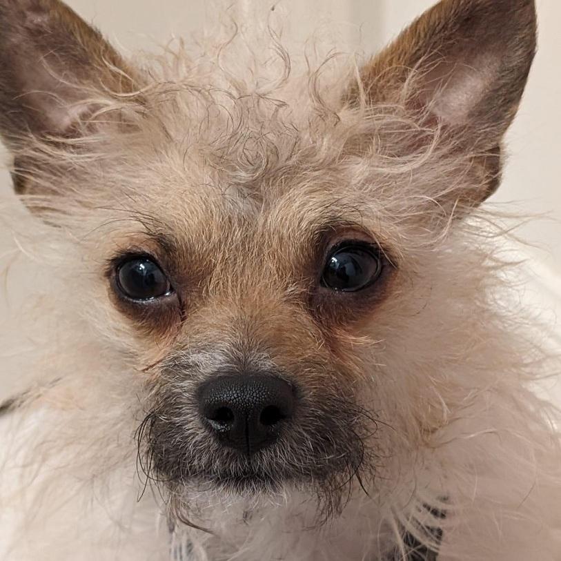 Clyve, a Adoptable Chihuahua in Orland Park, IL image 2/6