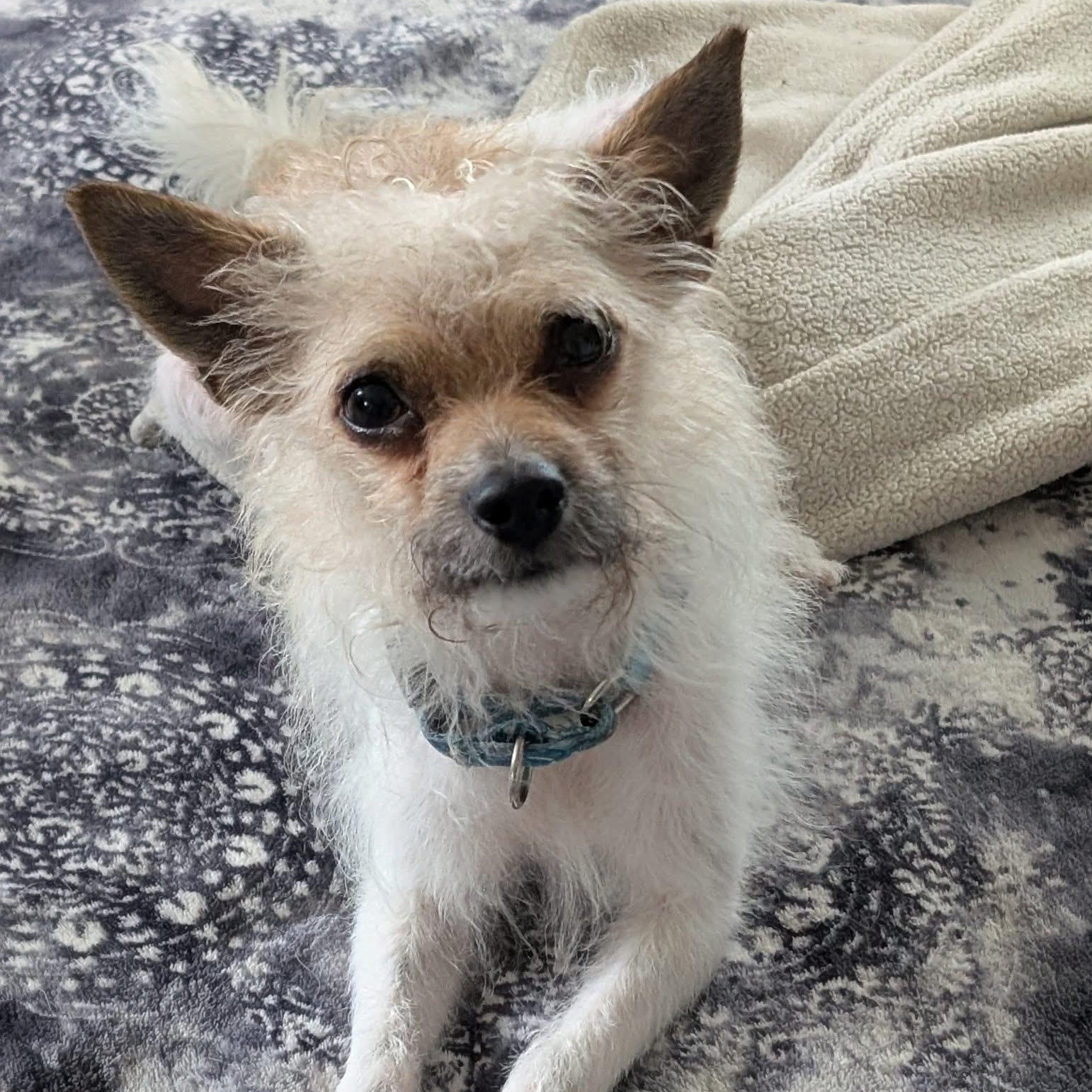 Clyve, a Adoptable Chihuahua in Orland Park, IL image 1/6