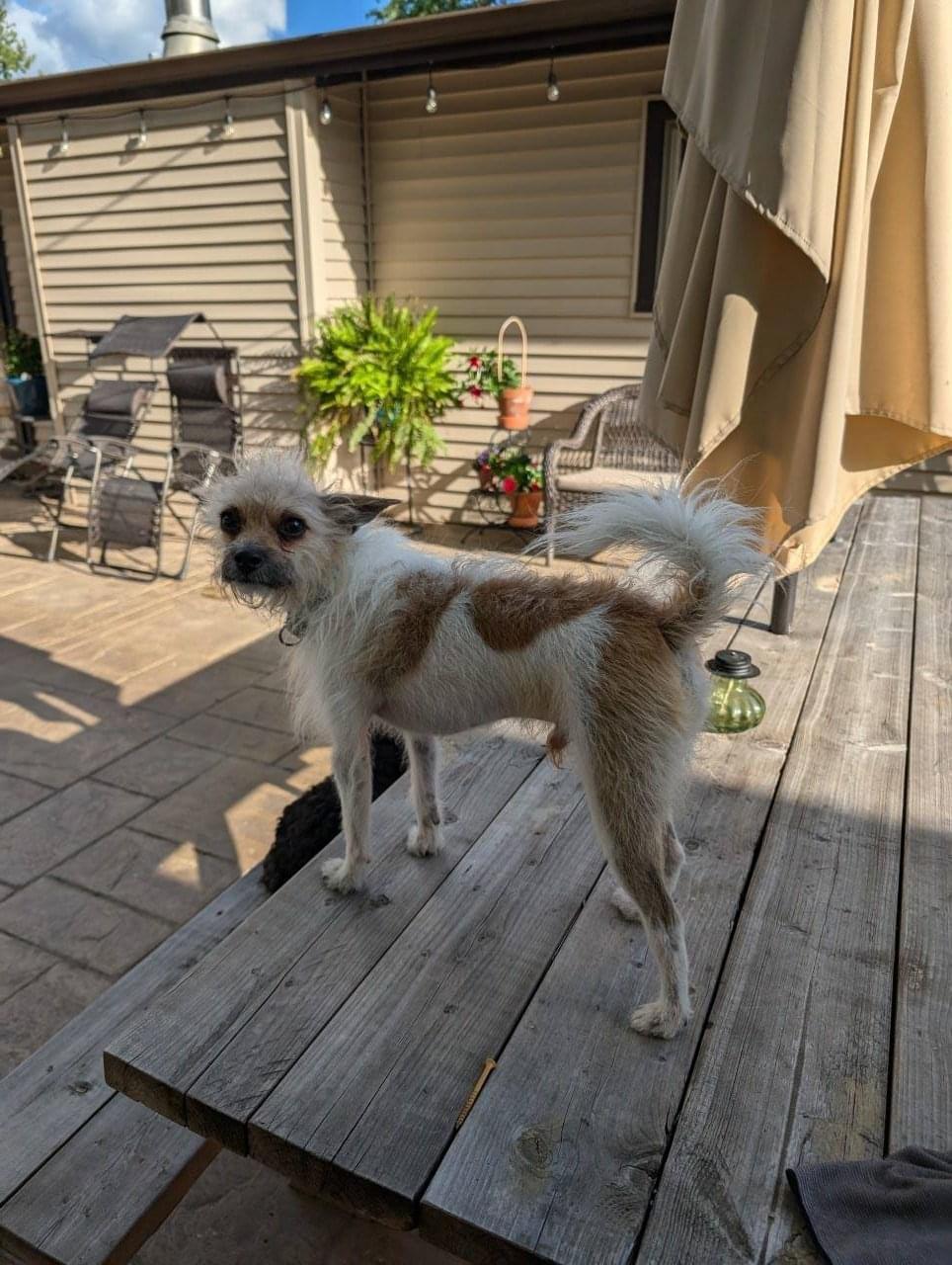 Clyve, a Adoptable Chihuahua in Orland Park, IL image 3/6