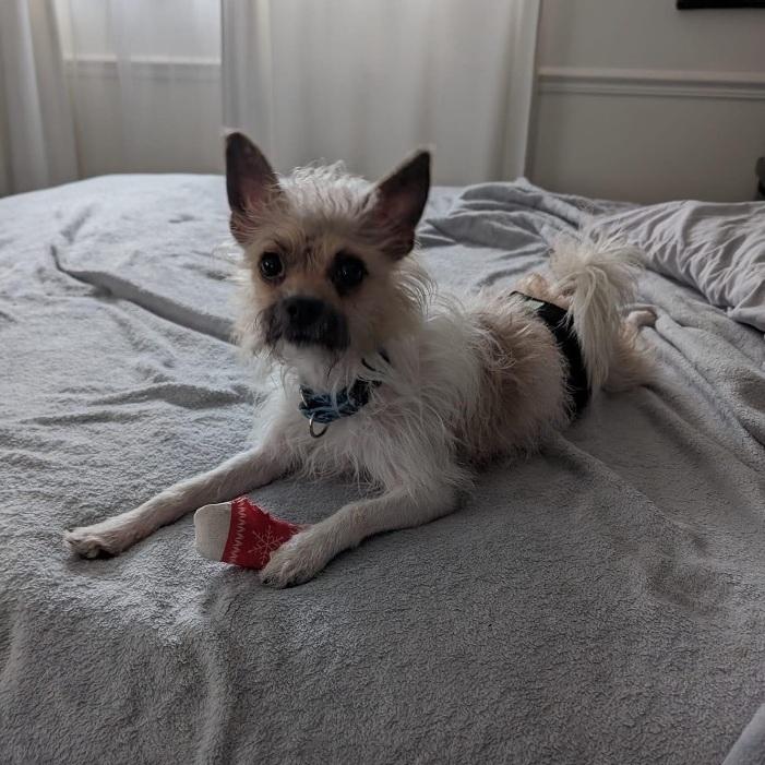 Clyve, a Adoptable Chihuahua in Orland Park, IL image 4/6