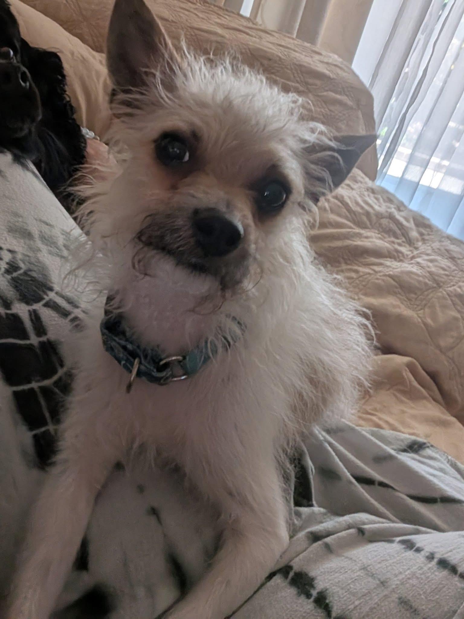 Clyve, a Adoptable Chihuahua in Orland Park, IL image 5/6