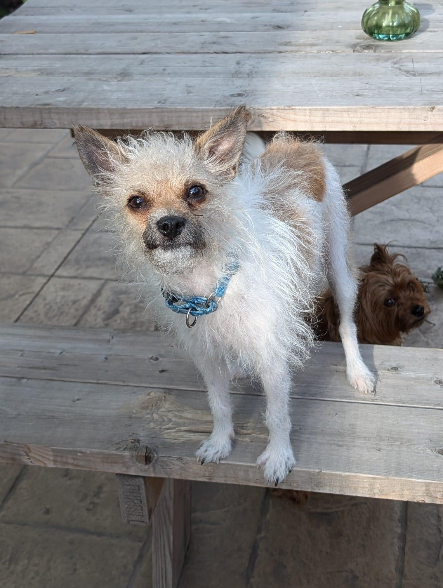 Clyve, a Adoptable Chihuahua in Orland Park, IL image 6/6