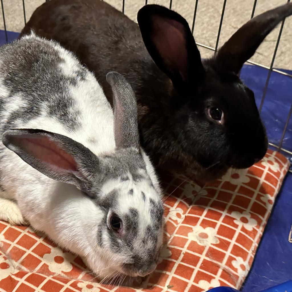 Enlarge Aspen and Sequoia, a Adoptable Californian in Rock Hall, MD image 2/6