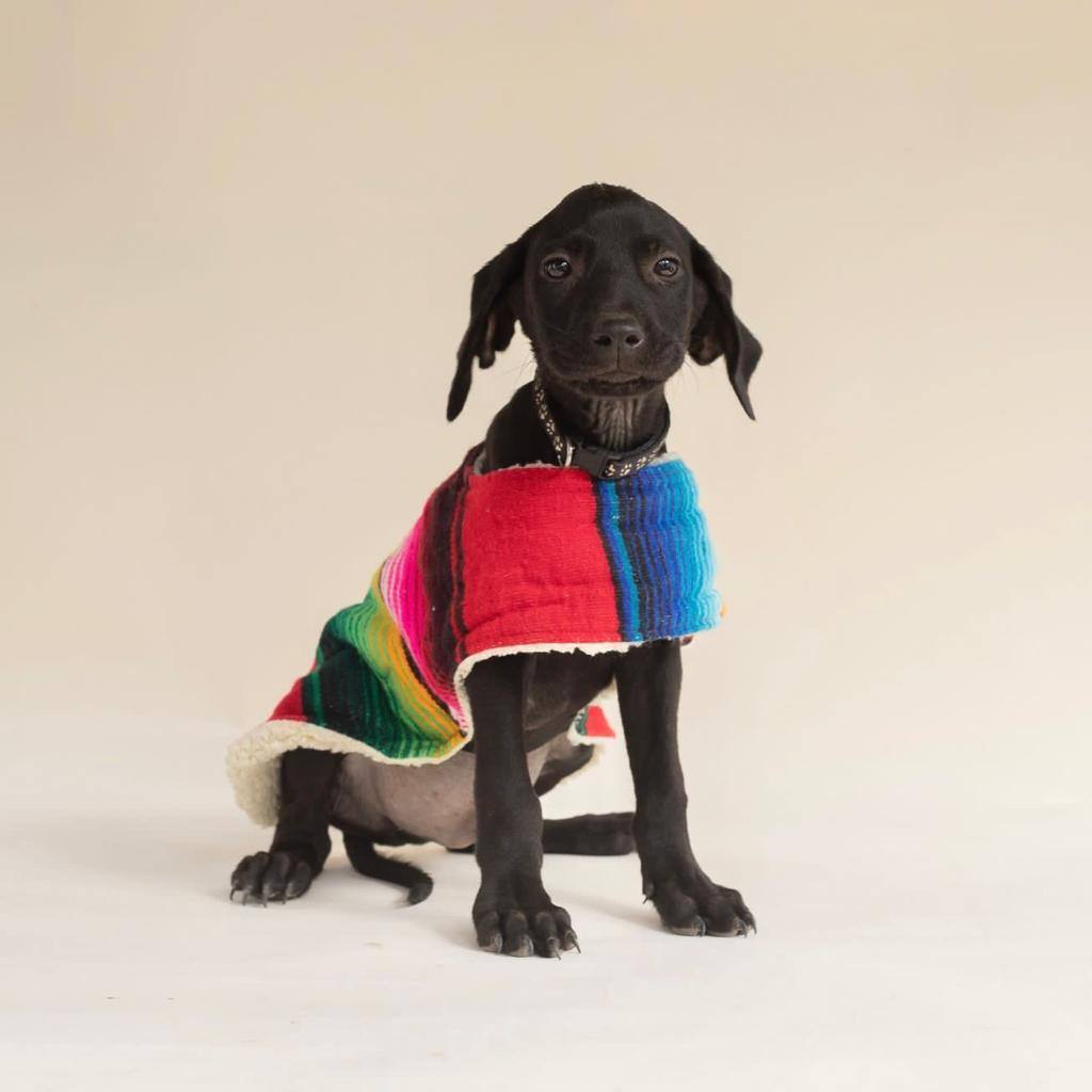 Tommy, a Adoptable mixed breed in Las Jarretaderas, NAY image 6/6