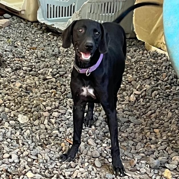 Tommy, a Adoptable mixed breed in Las Jarretaderas, NAY image 1/6