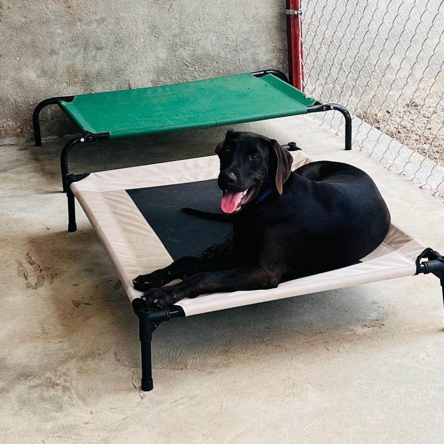 Tommy, a Adoptable mixed breed in Las Jarretaderas, NAY image 3/6