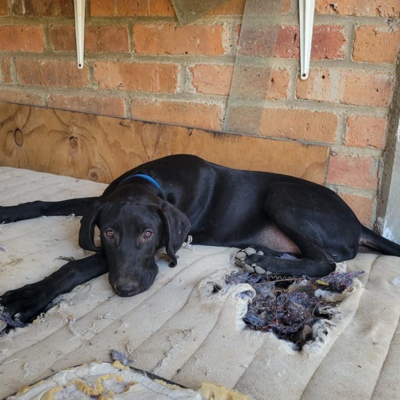 Tommy, a Adoptable mixed breed in Las Jarretaderas, NAY image 4/6