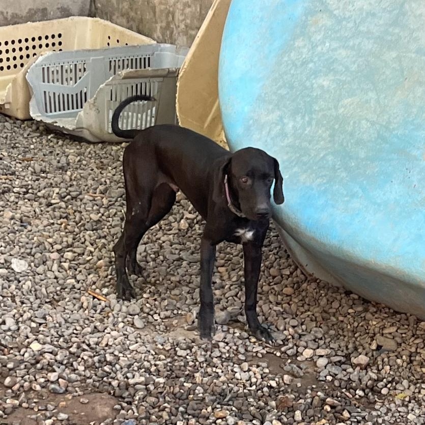Tommy, a Adoptable mixed breed in Las Jarretaderas, NAY image 5/6