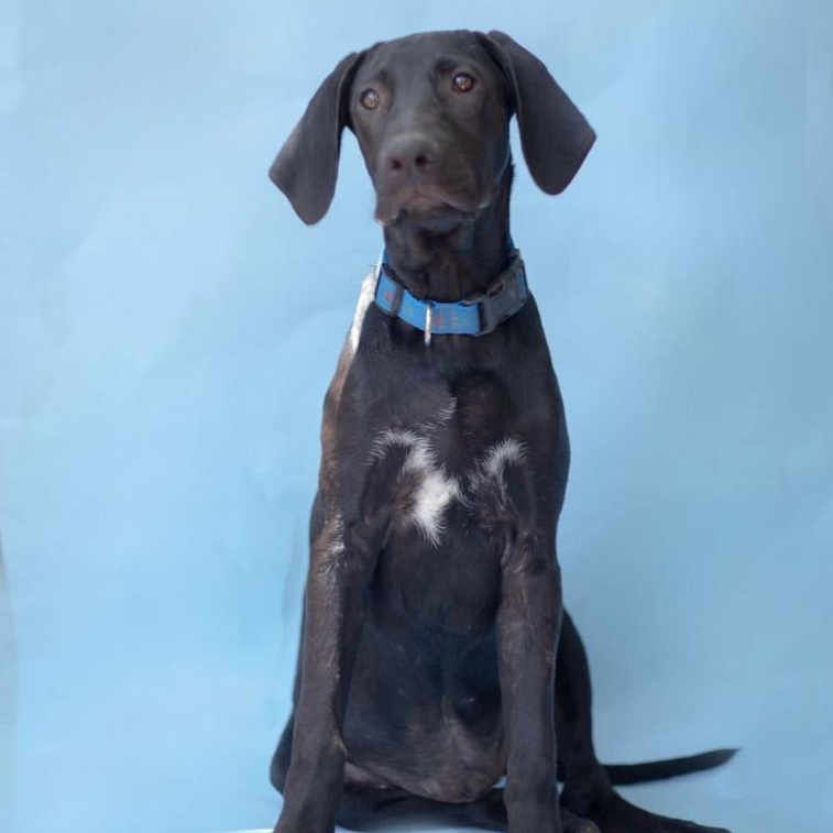 Tommy, a Adoptable mixed breed in Las Jarretaderas, NAY image 2/6