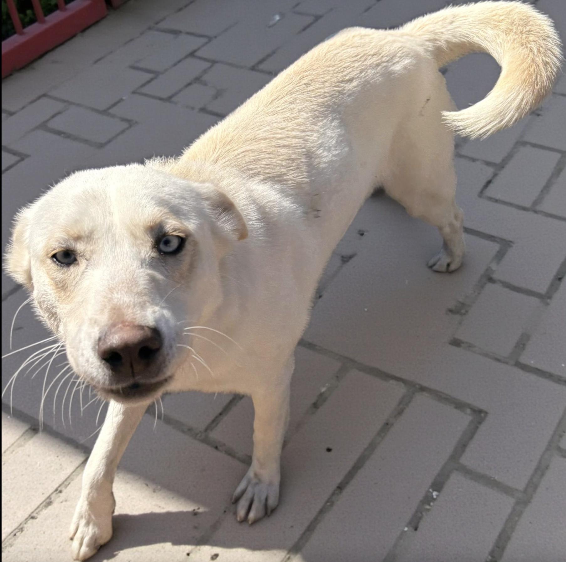 Sarabi — thumbnail 2