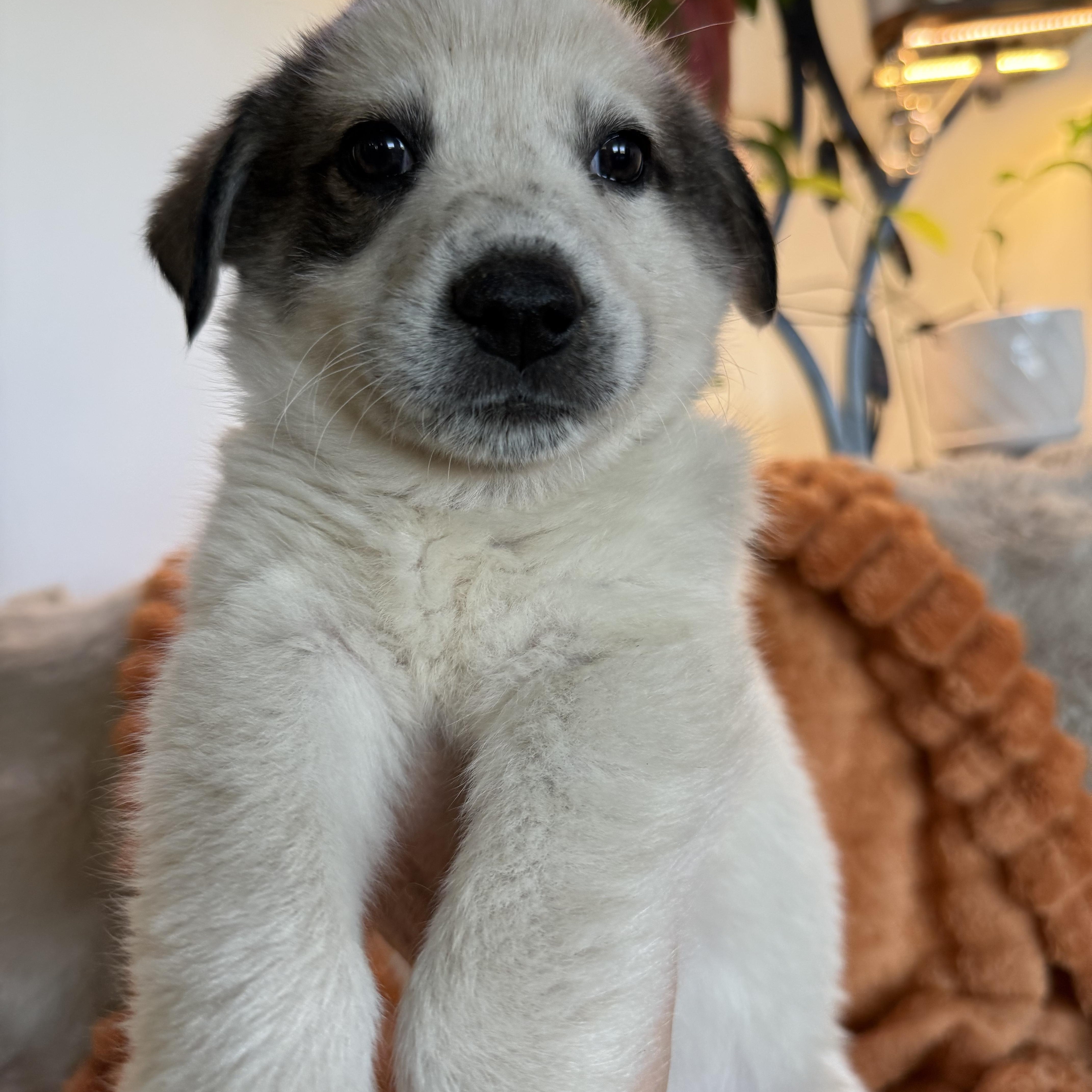 Frankie, ADOPTABLE, Puppy Male Great Pyrenees & Australian Shepherd.
