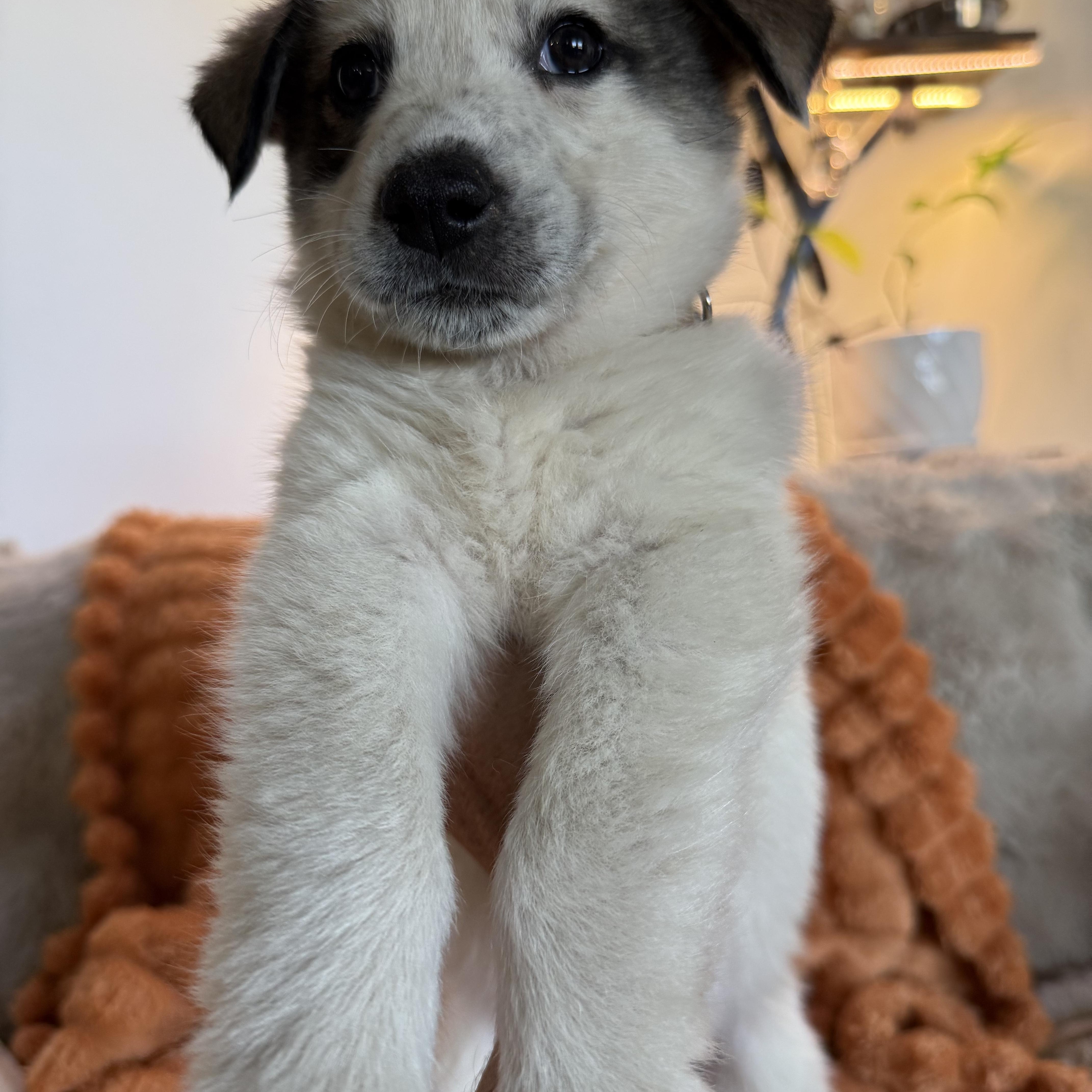 Enlarge Frankie, a ADOPTABLE mixed breed in Columbia, MD image 3/4