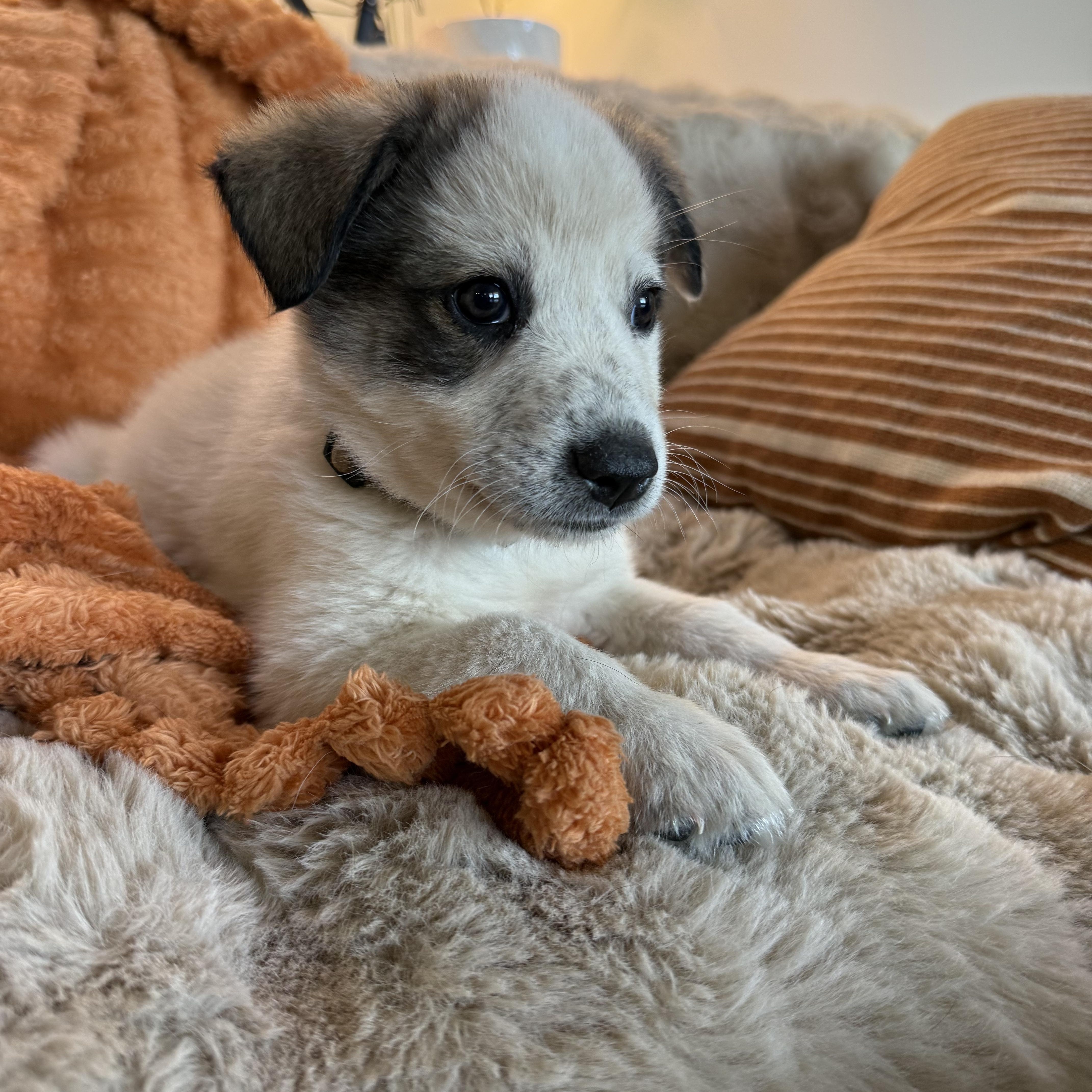 Enlarge Frankie, a ADOPTABLE mixed breed in Columbia, MD image 2/4