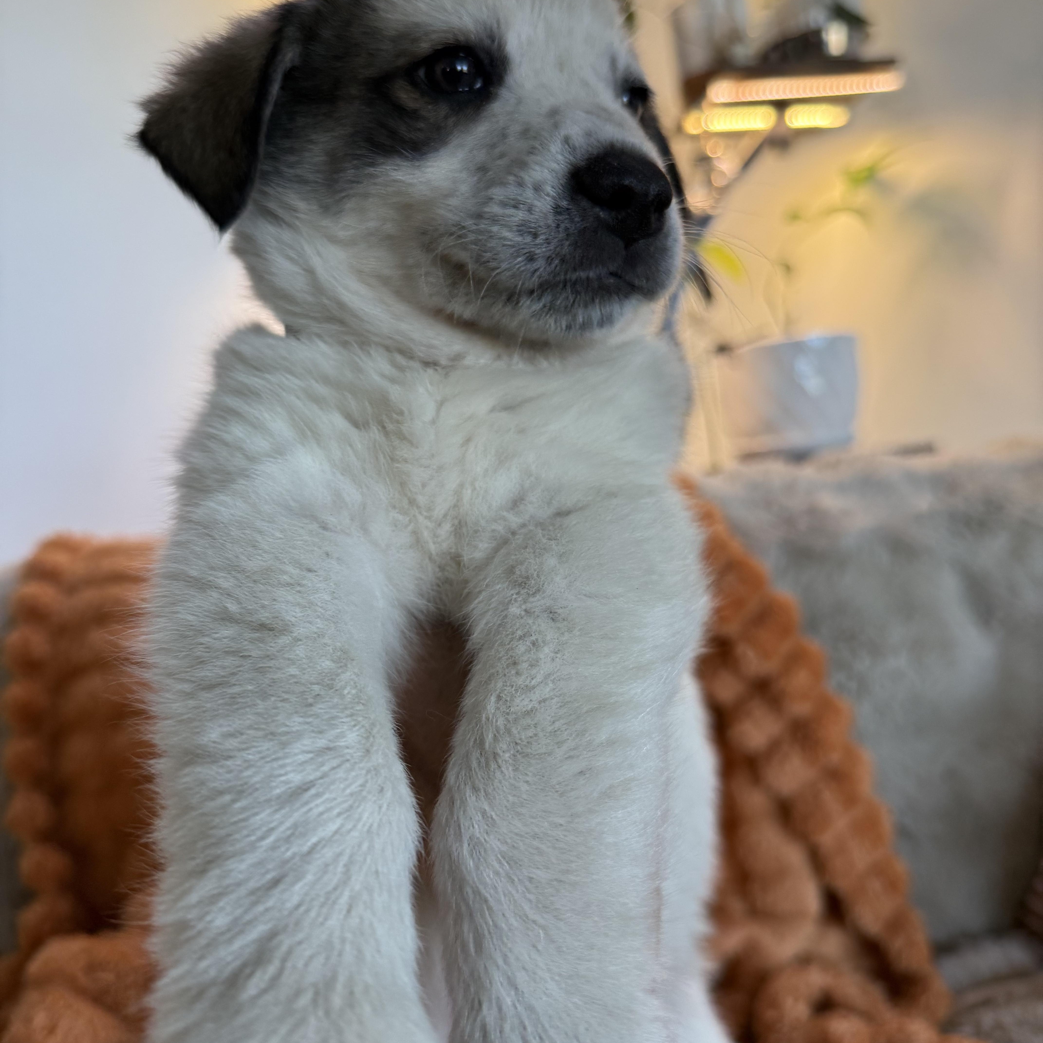 Enlarge Frankie, a ADOPTABLE mixed breed in Columbia, MD image 4/4