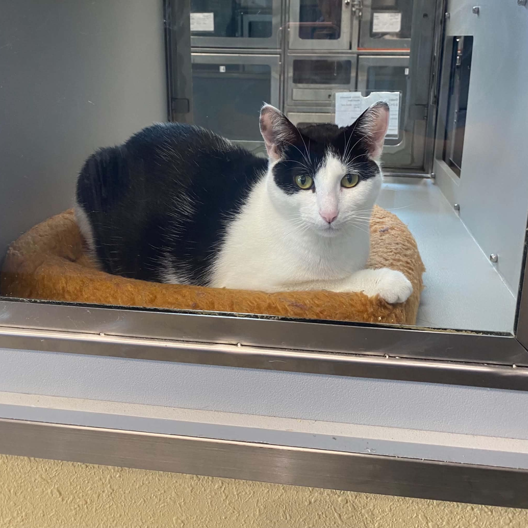 Gwen, Adoptable, Adult Female Domestic Short Hair.