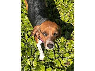 Enlarge Frisky, a Adopted Beagle in New Boston, NH image 1/4